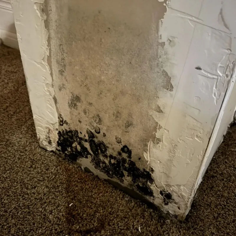 Professional Mold Removal in Thedford, NE